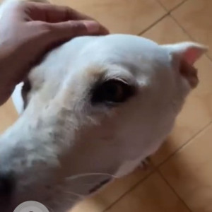 A dog is  missing from footloose hostel-2