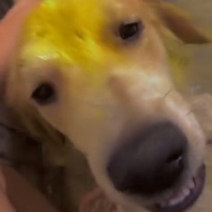 Labrador Retriever is missing from Tilak nagar, mukhram park-2