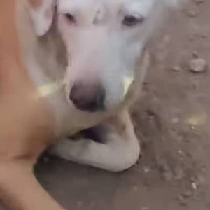 Dog found  in Sakore Nagar Viman Nagar opp to Axis Bank