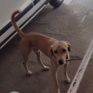 Male dog  has turned up at Ankur A, Bhandarkar Rd lane 14-2