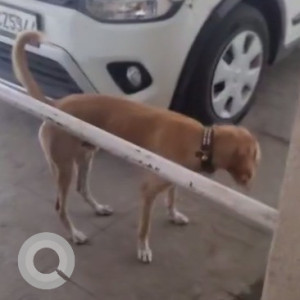 Male dog  has turned up at Ankur A, Bhandarkar Rd lane 14-3