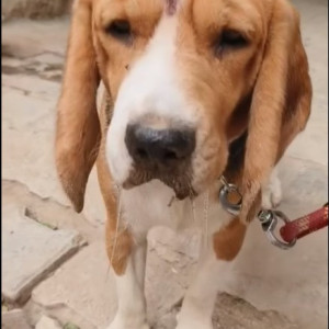 Beagle dog found in Vasant kunj