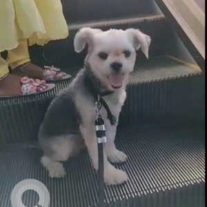 Shih Tzu is  missing from Chaiyanyapuri-3