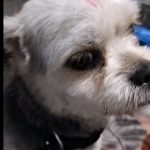 Shih Tzu is  missing from Chaiyanyapuri-4