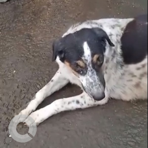 Dog has escaped from Madhu Park, Khar West-3