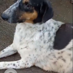 Dog has escaped from Madhu Park, Khar West-2