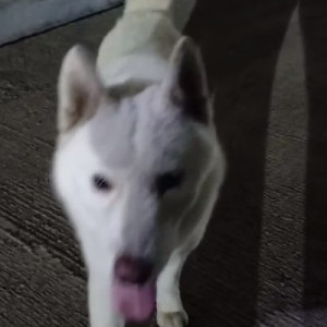 Male Husky found near Nandan probiz, Balewadi-4