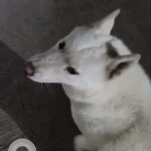 Male Husky found near Nandan probiz, Balewadi-2