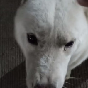 Male Husky found near Nandan probiz, Balewadi-3