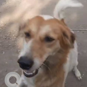 Indie dog is missing from Nursing lane  Opp NL high school Malad west-2