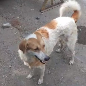 Indie dog is missing from Nursing lane  Opp NL high school Malad west-3