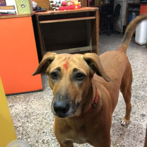 Brown Indie Dog, name Bela is Missing from New Delhi
