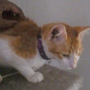 Missing: Orange Male Nadan (Indian) Cat from 9/608 kunnuparambil hse, statue junction, pandikkudy. Near mari amman kovil. 682002