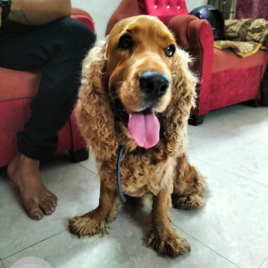 Found: Brown Male cocker spaniel Dog from Raipur, Amleshwar, Mahadev Ghat, Raipura, Jheet,