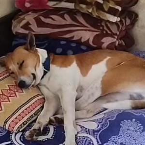 Missing: Other Male Indie Dog from Vikas Nagar, Mauli Jagran