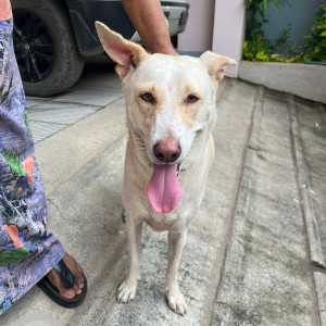 Found: White-Brown Mix Male Lab Dog from Sembakam