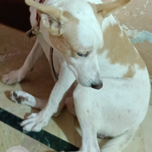 Missing: White-Brown Mix Male Not available Dog from Dayalbagh Agra-2