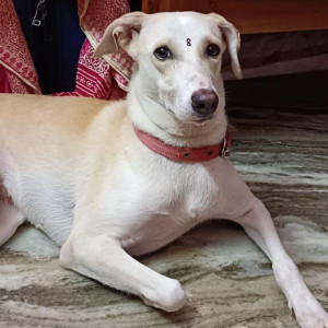 Missing: White-Brown Mix Female Not available Dog from Guru theatre, Madurai