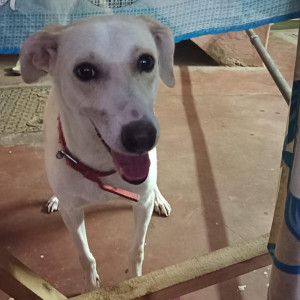 Missing: White-Brown Mix Female Not available Dog from Guru theatre, Madurai