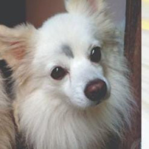 Missing: White Male Pomeranian Dog from Hongasandra , G b palaya road