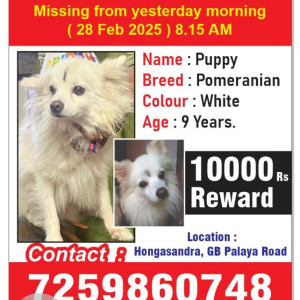 Missing: White Male Pomeranian Dog from Hongasandra , G b palaya road