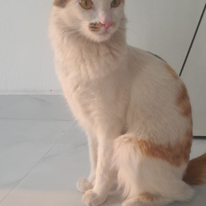 Missing: White Female Indian Cat from Last seen shrushtri dreamland, behind bloomfield school , jagdamba bhuwan road, pisoli