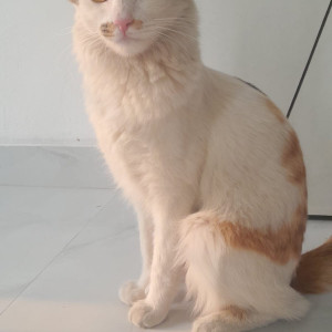 Missing: White Female Indian Cat from Last seen shrushtri dreamland, behind bloomfield school , jagdamba bhuwan road, pisoli-2