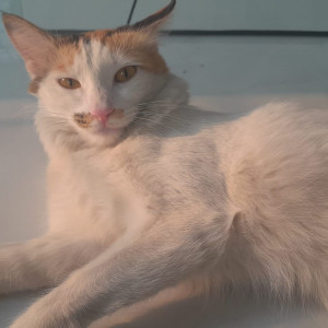 Missing: White Female Indian Cat from Last seen shrushtri dreamland, behind bloomfield school , jagdamba bhuwan road, pisoli-3