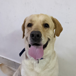 Missing: Golden Male Labradog Retriever Dog from Near V Care Hospital and Sidhanta Hospital, Danish Kunj Kolar Road, 462042-4