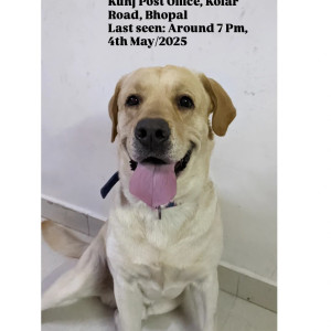 Missing: Golden Male Labradog Retriever Dog from Near V Care Hospital and Sidhanta Hospital, Danish Kunj Kolar Road, 462042-2