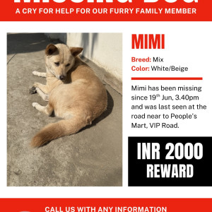A White-Brown Mix Mix Dog Missing from Six Mile, Guwahati