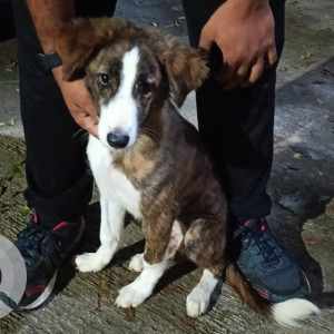 A White-Brown Mix Indian mixed breed Dog Found from B3-07, Rukmani, Vrindavan City, Jamtha, Nagpur, Maharashtra, 41122, India