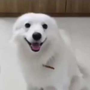 A dog is found in Jubliee Hills-2