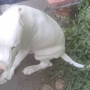 A dog is found near Bishop’s school in Camp-3