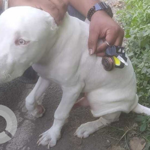 A dog is found near Bishop’s school in Camp-2