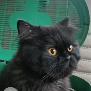 Black and Grey fur cat name ZORO is missing from Borivali east, Mumbai-3