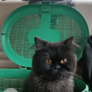 Black and Grey fur cat name ZORO is missing from Borivali east, Mumbai-2