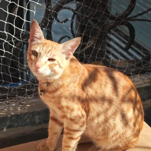 Female Short hair Cat Adoption for Adoption in GK1 / Lajpat Nagar