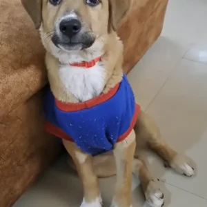 Female Indie Dog Adoption for Adoption in Noida