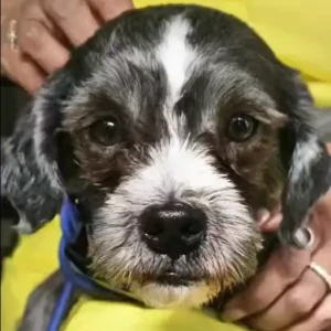 Male Lhasa apso mix Dog Adoption for Adoption in Ghatkopar