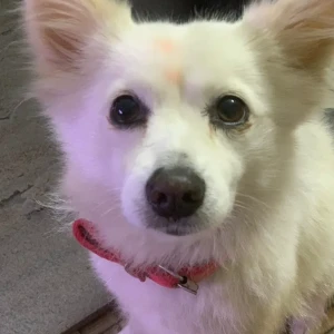 A White Japanese Spitz Dog Missing from Baluwatar PM’s residence(1 no gate)