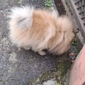 A White Pomeranian Dog Found from Anamnagar Bhatbhateni-2