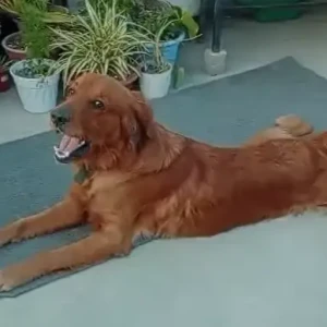 A Brown Mix Dog Found from Bagdol area