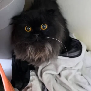A Black Persian Cat Found from Jafliya, behind the Chelsea Hotel-2