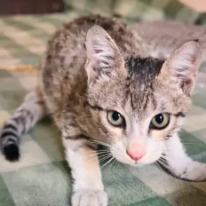 Male Domestic Shorthair Cat Adoption for Adoption in East Delhi-2