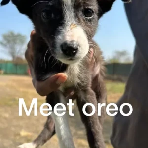 Female Indie Dog Adoption for Adoption in Pune