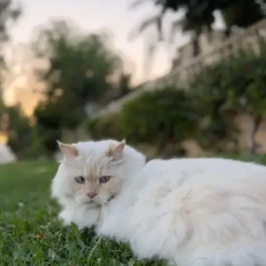 A White Ragdoll Cat Missing from Springs 4, Street 9