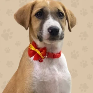 Female Indie Dog Adoption for Adoption in Wakad