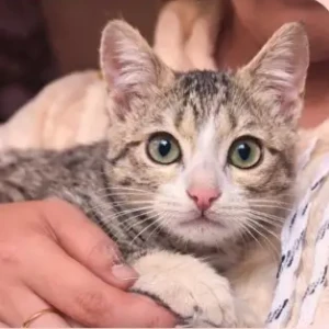 Male Domestic Shorthair Cat Adoption for Adoption in East Delhi