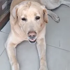 A Light Brown Lab Dog Found from Maitidevi